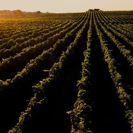 Au Coeur Des Vignes, A Deux Pas De La