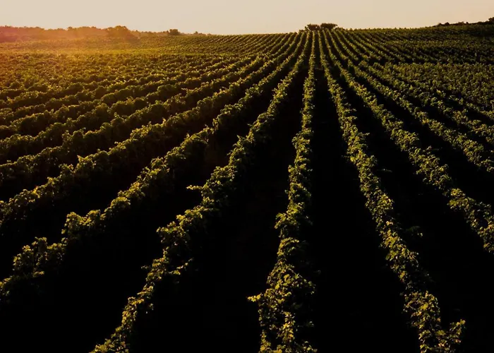 Au Coeur Des Vignes, A Deux Pas De La